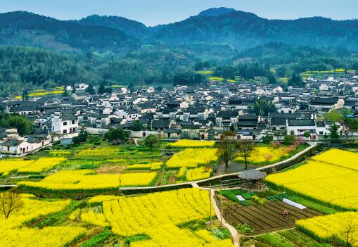 2019年全国各地油菜花几月份开花？10大观赏地点推荐！