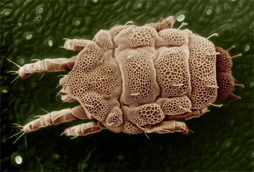 螨虫是虫子还是细菌图片