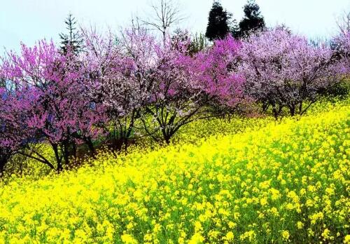 2019年全国各地油菜花几月份开花？10大观赏地点推荐！