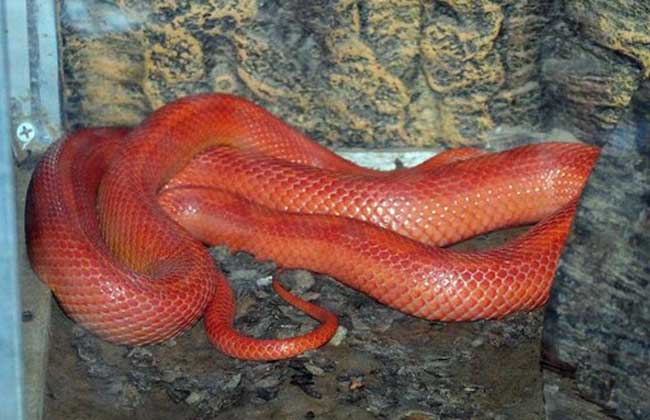 梦见红色的蛇是什么意思?