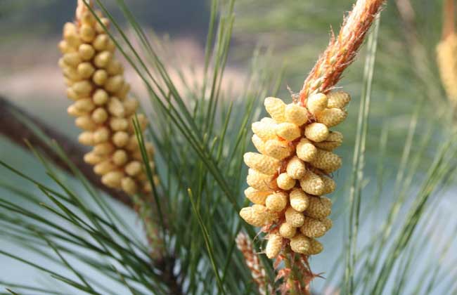 松花粉能治肾病吗