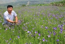 种植什么药材赚钱