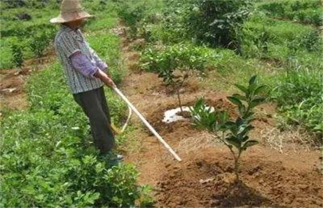 水溶肥施肥原则及方法