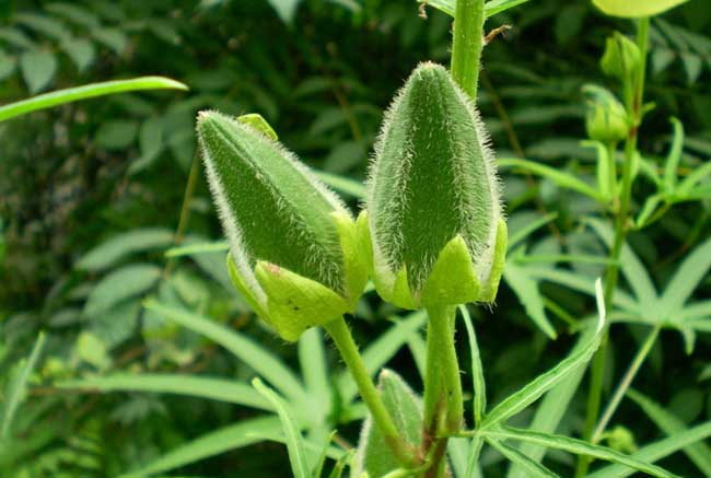 怎样种植蔬菜才能够赚到钱