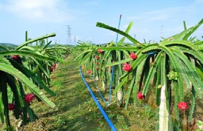 火龙果种植