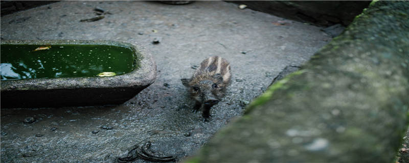 黑色的野猪