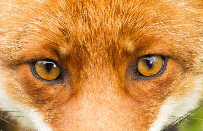单眼皮狐狸眼睛图片图片