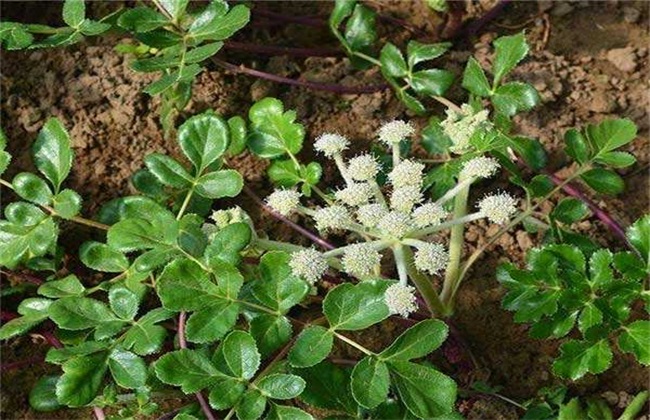 春耕时节 种植 什么中药材