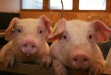 非洲猪瘟会传染人和家禽吗？猪肉还能不能吃？答