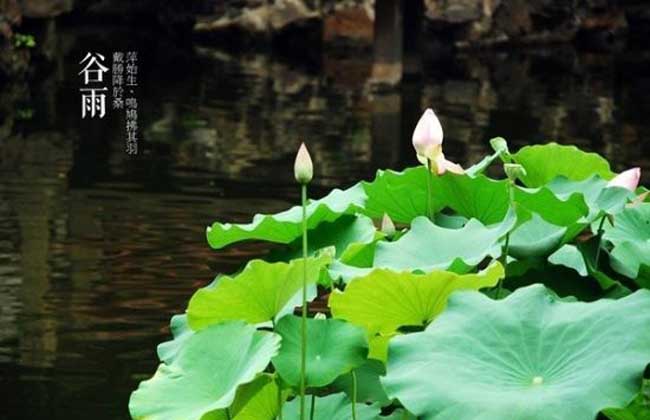 谷雨是什么意思