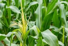 好消息！黑龙江省玉米、大豆、水稻补贴即将发
