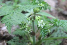 野芹菜的功效与作用