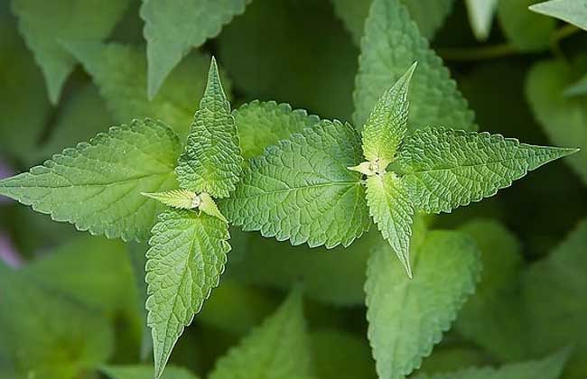 江苏种植什么药材最赚钱