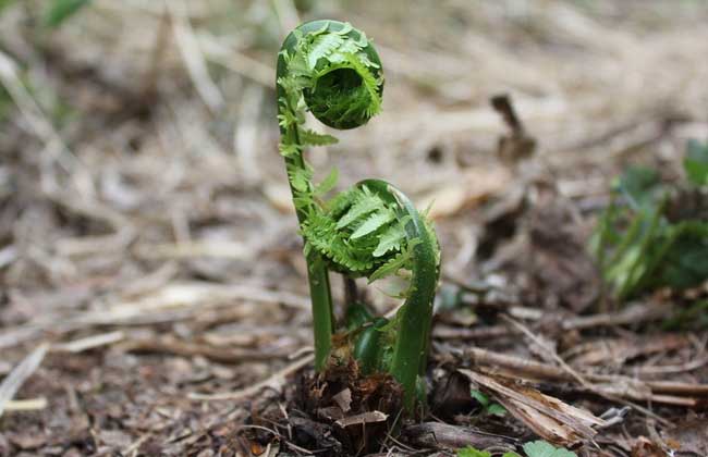 蕨菜的功效与作用