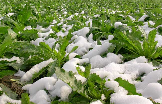 雪菜的腌制方法