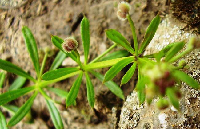 茜草