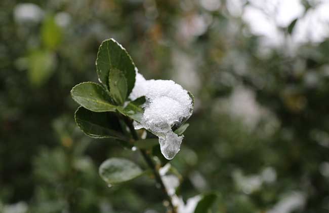 小雪节气是什么意思