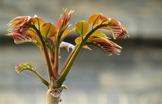 哪些 野菜 种植前景好