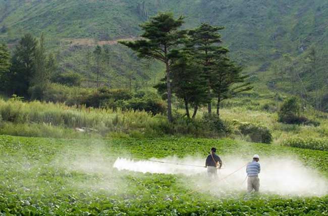 夏季使用农药