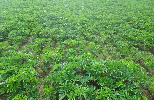 2019年 种植什么 风险大