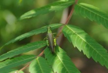 蚱蜢是益虫还是害虫