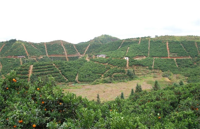 前景好 水果 种植