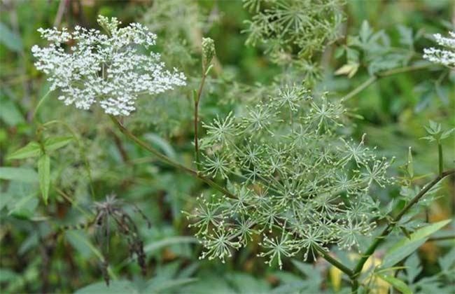 2019年 种植风险大 中药材