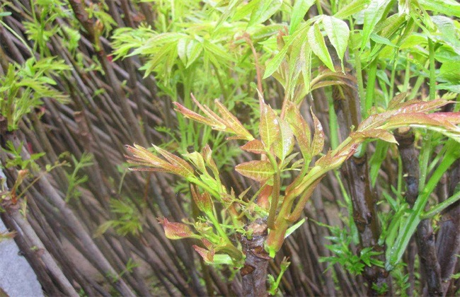 大棚香椿 种植效益 分析