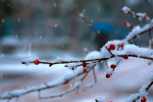 大雪节气是哪一天？含义是什么？当天吃什么？