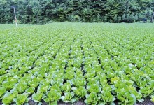 农村蔬菜种植项目