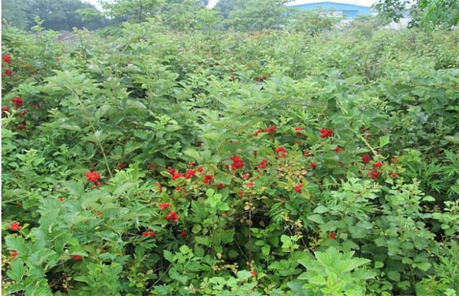 树莓 种植效益 分析