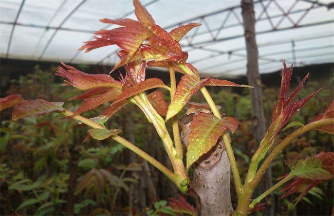 大棚香椿 种植效益 分析