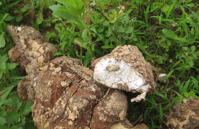 农村种植什么能致富 种植致富