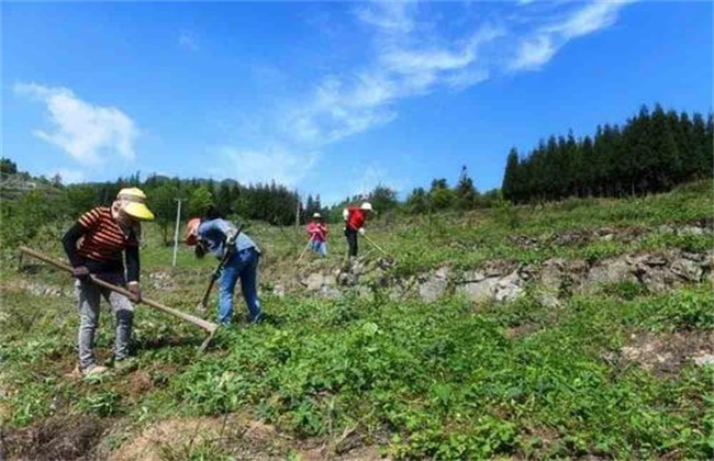 何首乌种植效益