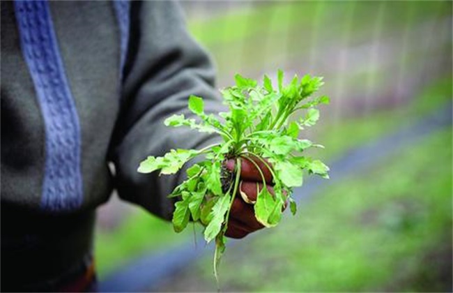 荠菜种植效益