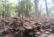 金线莲种植效益分析