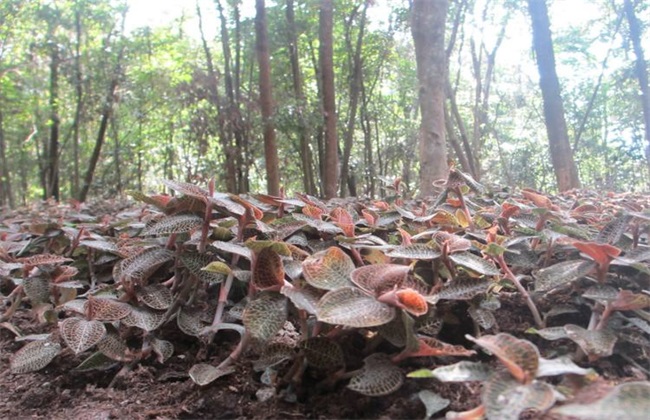 金线莲 种植效益 分析