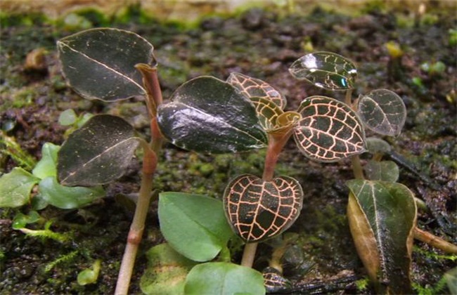 金线莲 种植效益 分析