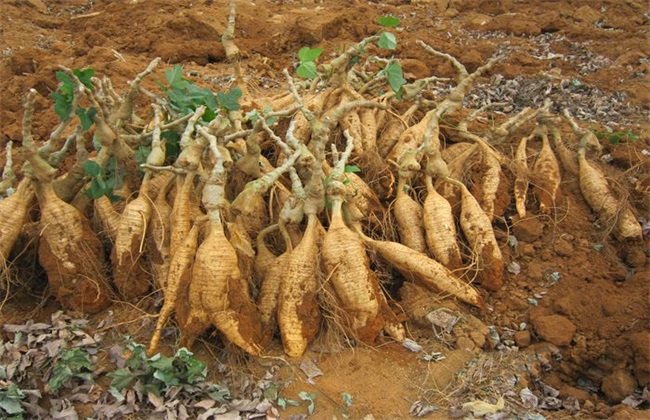 葛根种植效益分析