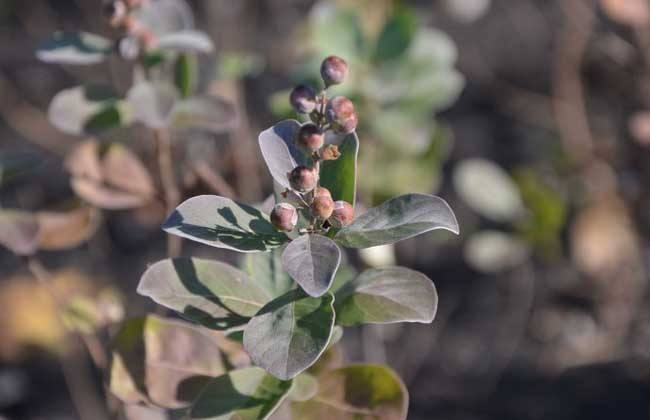 蔓荆子 种植效益 分析