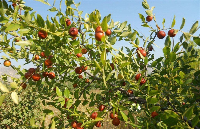 冬枣 种植效益 分析