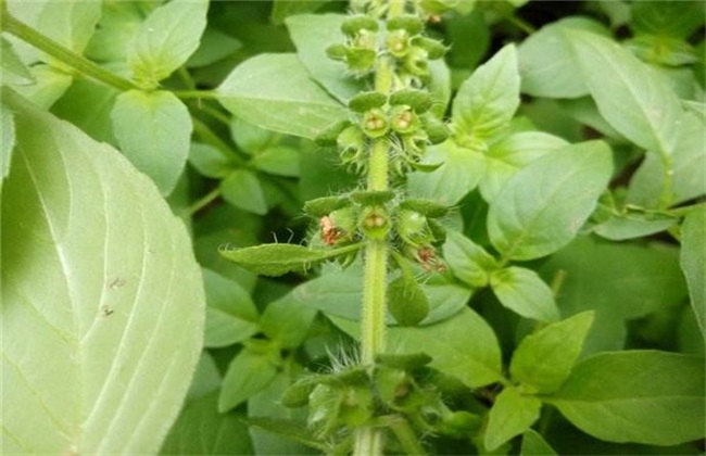 荆芥 种植 效益