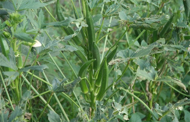 柴胡 种植效益 分析