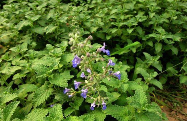 荆芥 种植 效益