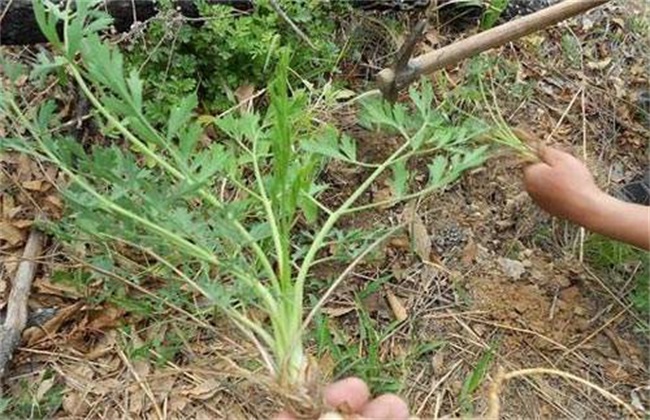 防风种植效益