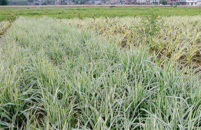 麦冬种植效益