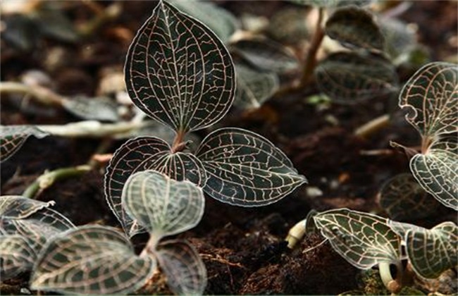 金线莲 种植效益 分析