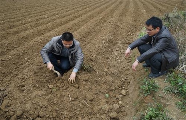 何首乌种植效益