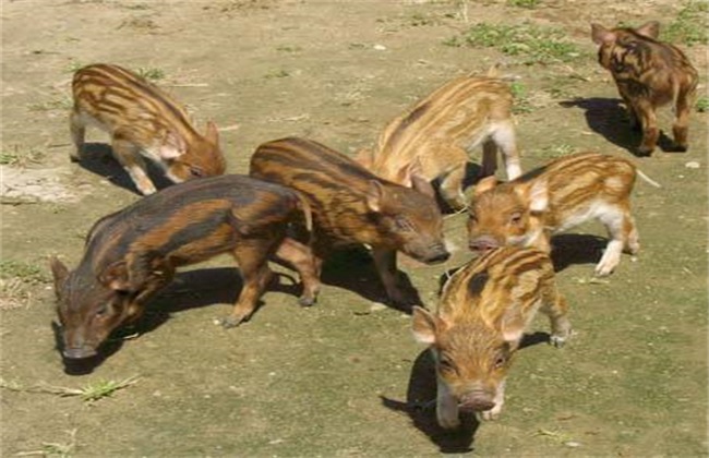 特种野猪 养殖前景 市场行情