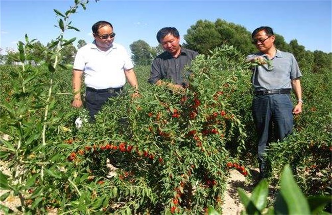 枸杞种植效益